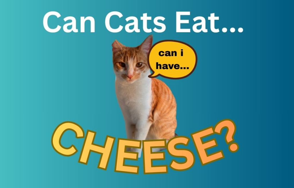 Can Cats Eat Cheese?