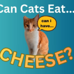 Can Cats Eat Cheese?