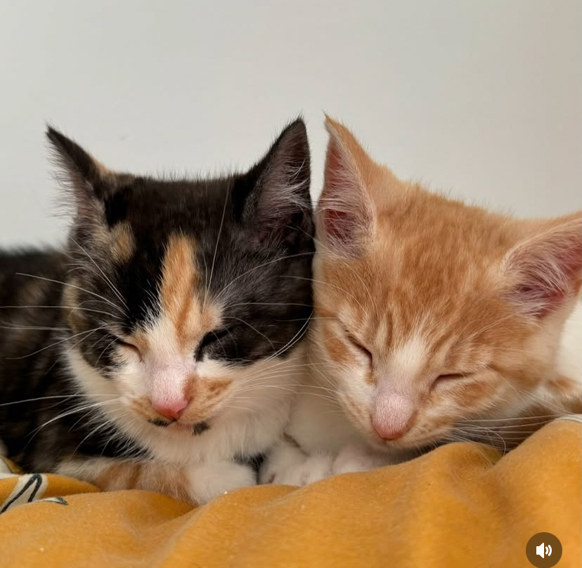 Twin cats sleeping Twin cats sleeping